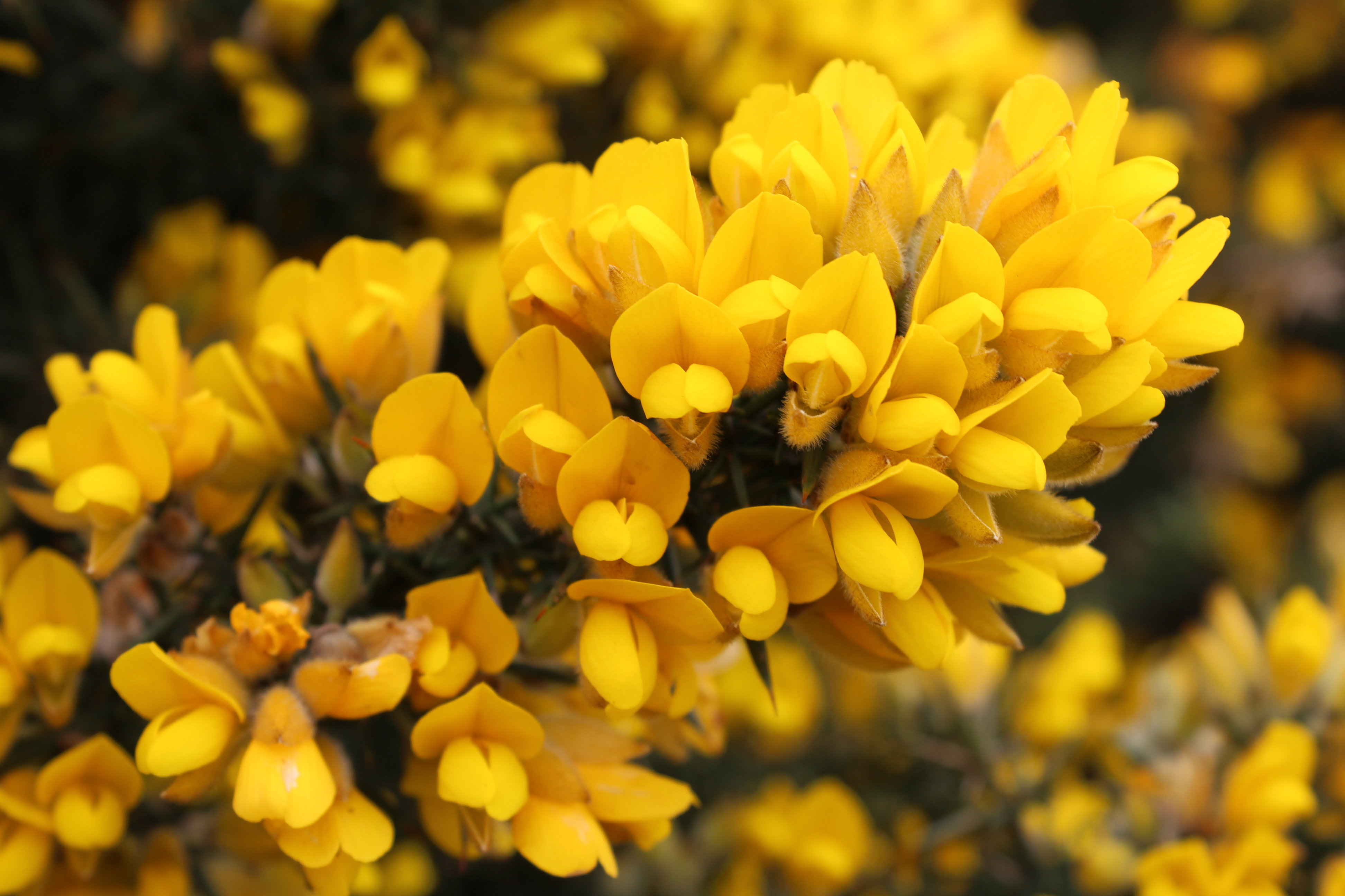 Skab påskehygge med blomster
